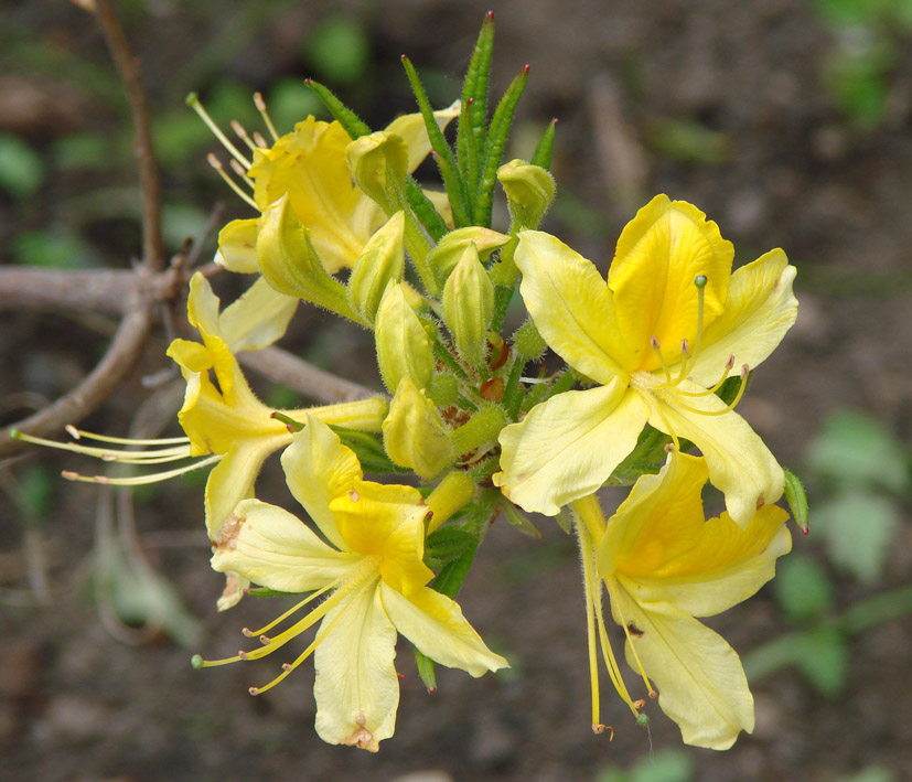 Изображение особи Rhododendron luteum.