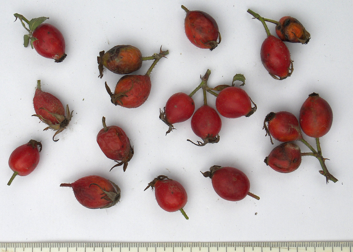 Image of Rosa marginata specimen.