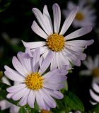 Boltonia asteroides var. latisquama