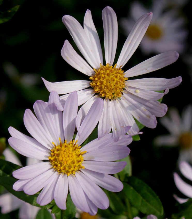 Изображение особи Boltonia asteroides var. latisquama.