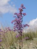 Limonium gmelinii. Соцветие. Казахстан, Павлодарская обл., 3 км восточнее с. Ямышевское на правом берегу Иртыша, северный берег Солёного Ямышевского озера; автоморфный галофильнозлаково-полынно-обионовый солончак по кромке чиёвника у вершины борта озёрной котловины. 9 августа 2012 г.