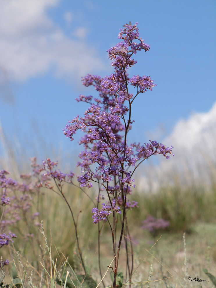 Изображение особи Limonium gmelinii.