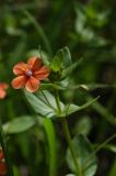Anagallis arvensis