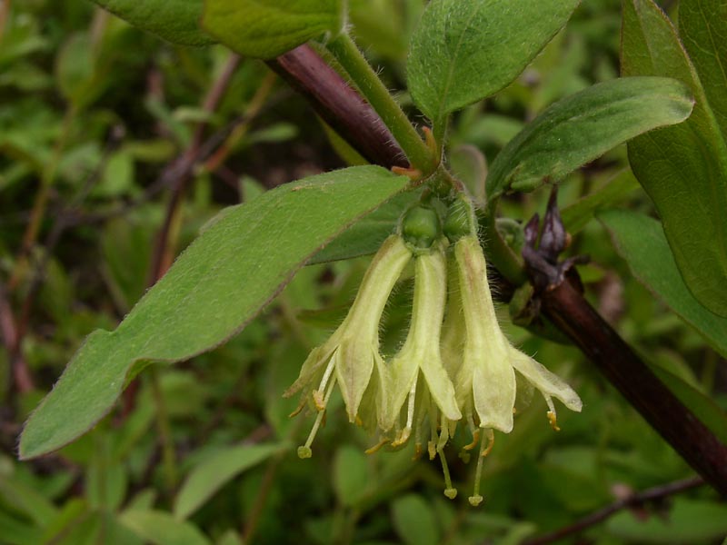 Image of Lonicera caerulea specimen.