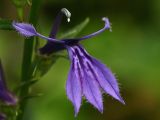 Lobelia sessilifolia. Цветок. Камчатский край, Елизовский район, пойма реки Халактырка, заболоченный луг. 21.07.2006.