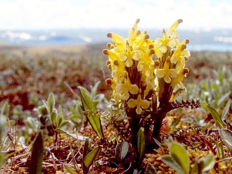 Изображение особи Pedicularis oederi.