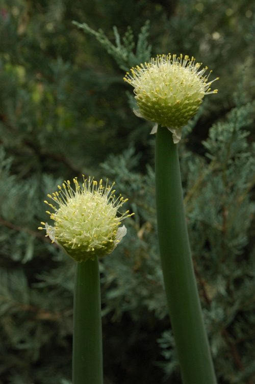 Image of Allium altaicum specimen.