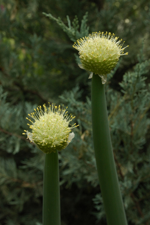Изображение особи Allium altaicum.