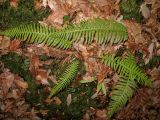 Polystichum aculeatum