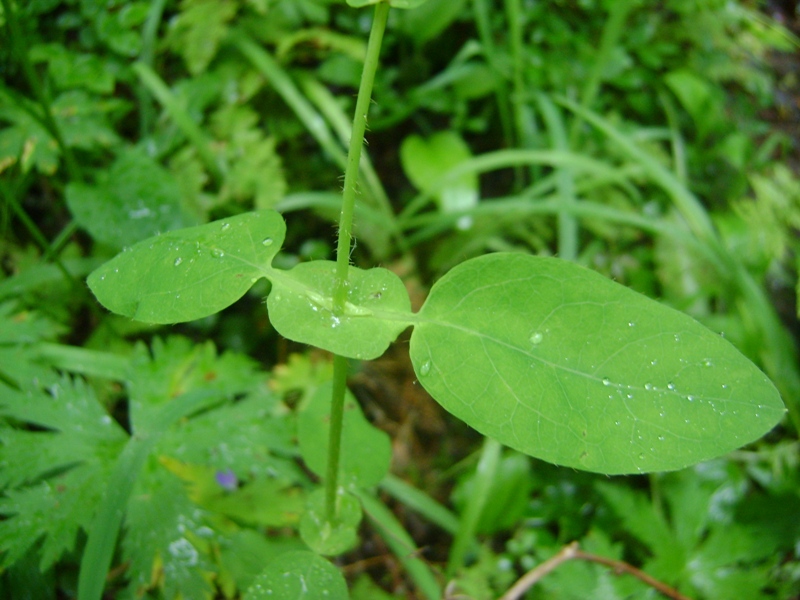 Image of Lonicera altaica specimen.