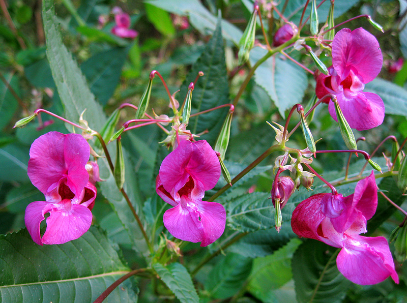 Image of Impatiens glandulifera specimen.