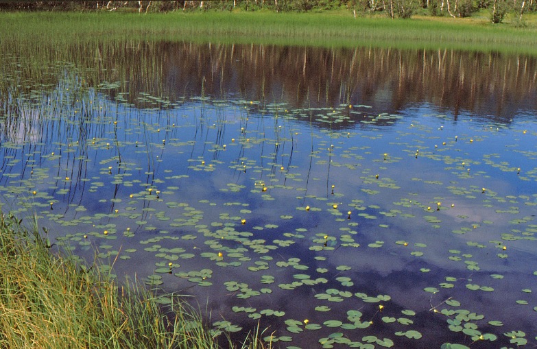 Image of Nuphar pumila specimen.