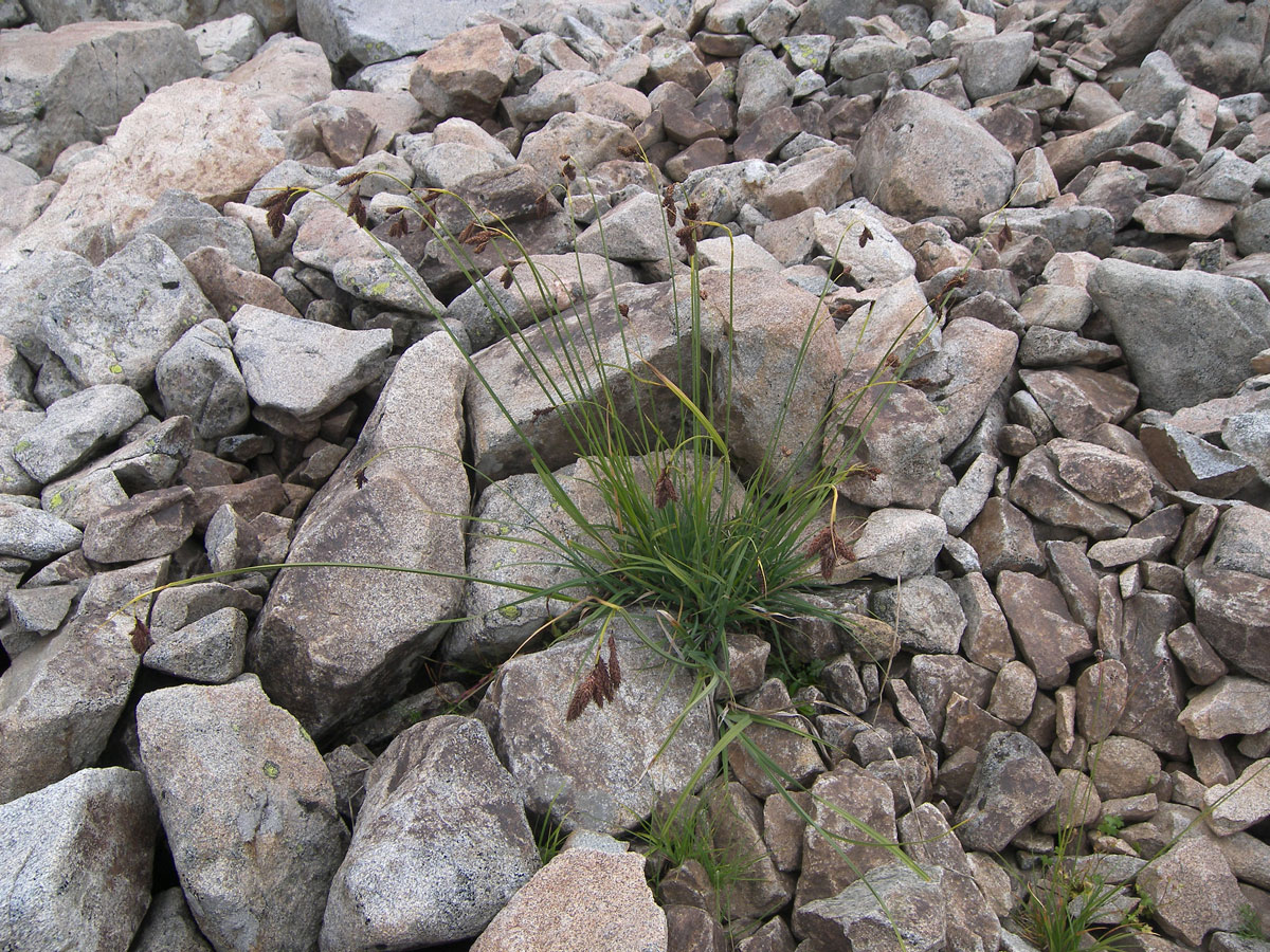 Изображение особи Carex medwedewii.