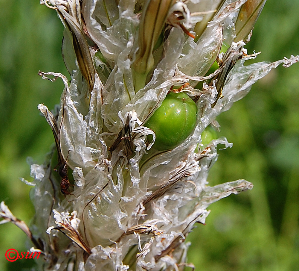 Image of Asphodeline taurica specimen.