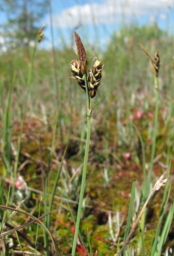 Image of Carex limosa specimen.