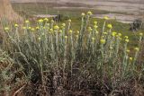 Helichrysum arenarium. Цветущие растения. Краснодарский край, м/о Анапа, окр. ст. Благовещенская, Витязевский лиман, степь на берегу лимана. 07.06.2014.