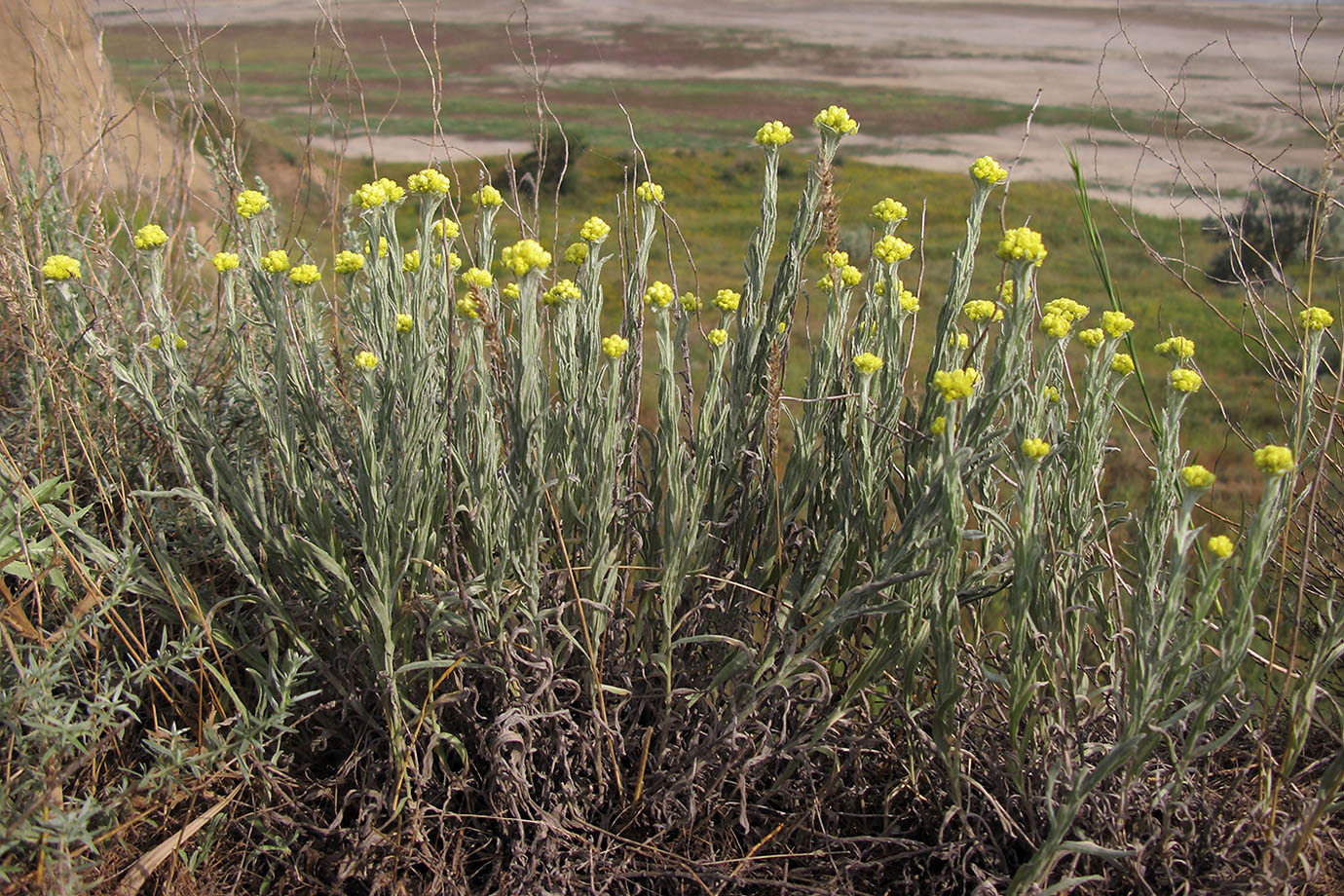 Изображение особи Helichrysum arenarium.