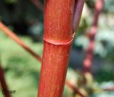 Ricinus communis