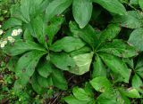 Helleborus caucasicus