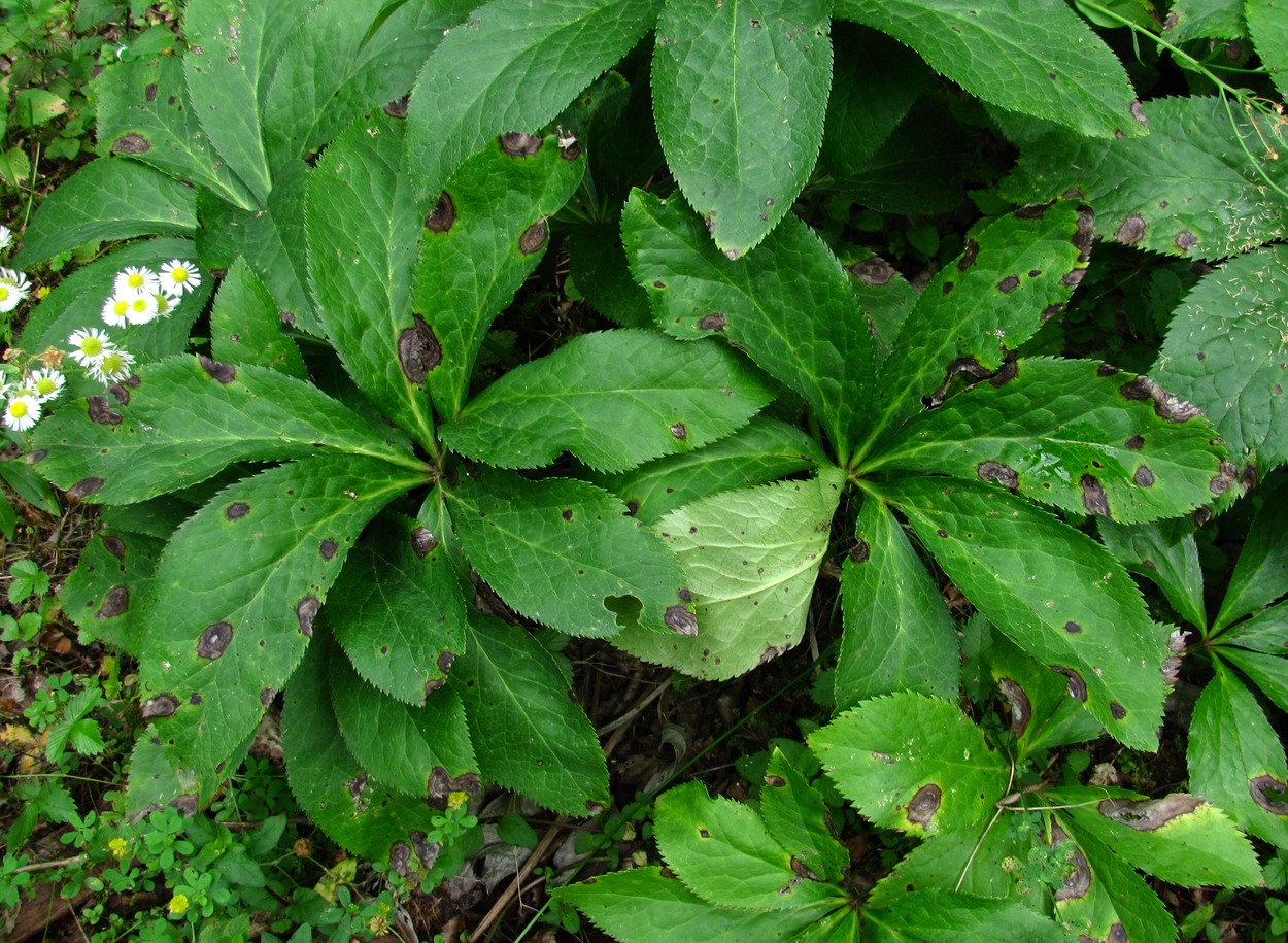 Image of Helleborus caucasicus specimen.