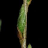 Salix triandra