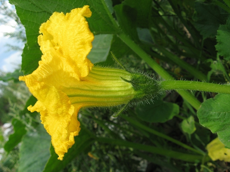 Image of Cucurbita pepo specimen.