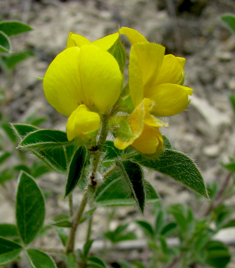 Изображение особи Argyrolobium biebersteinii.