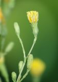 Lactuca sativa