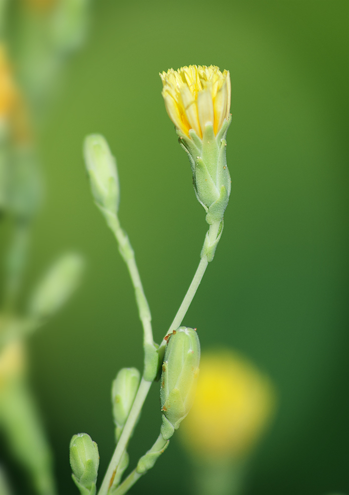 Изображение особи Lactuca sativa.