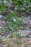 Sisymbrium loeselii