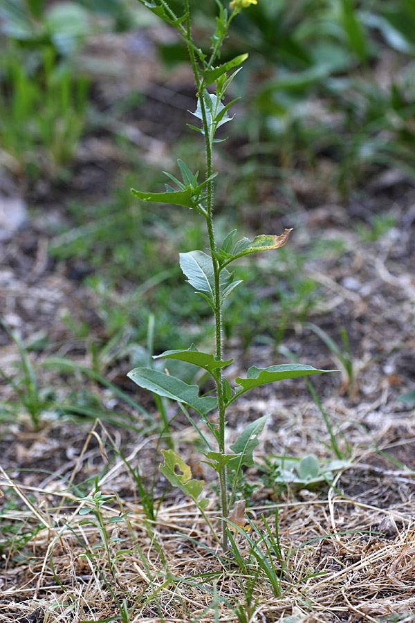 Изображение особи Sisymbrium loeselii.