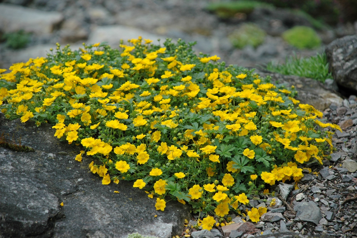 Изображение особи Potentilla crantzii.