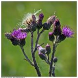 Cirsium palustre. Верхняя часть побега с соцветиями. Республика Татарстан, Дрожжановский р-н, окр. д. Шланга, ключевое болото. 24.07.2007.