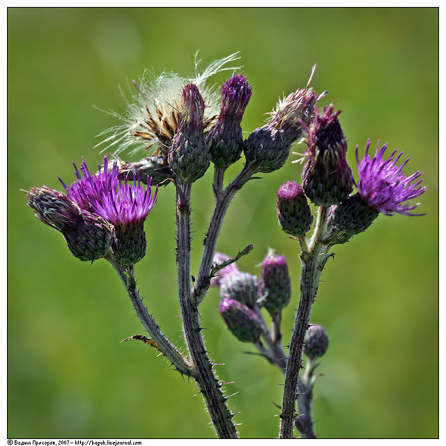 Изображение особи Cirsium palustre.