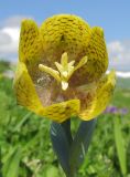 Fritillaria ophioglossifolia