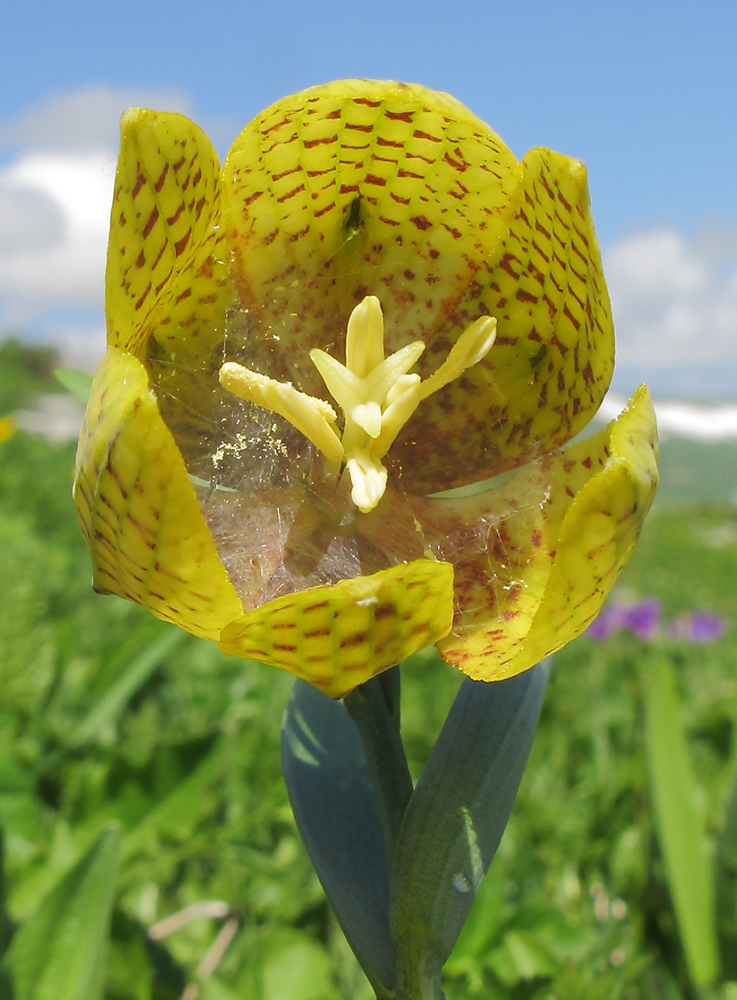 Image of Fritillaria ophioglossifolia specimen.