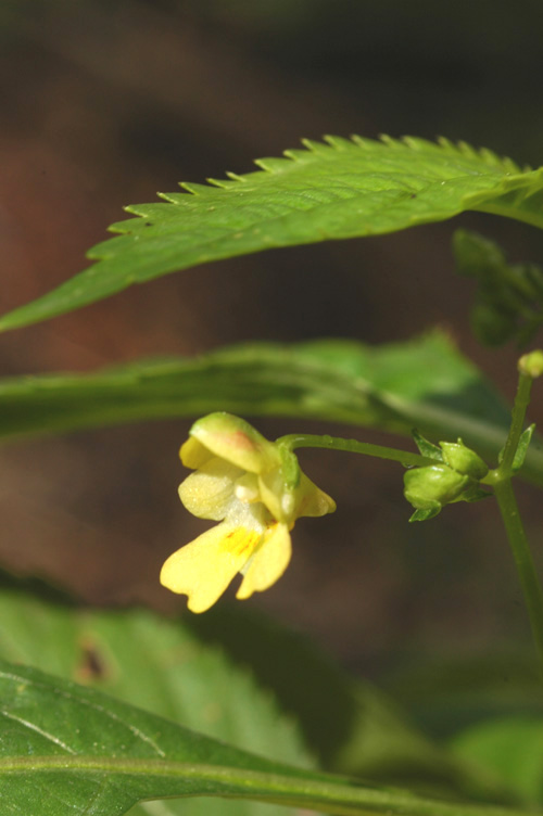 Изображение особи Impatiens parviflora.