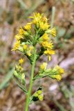 Solidago virgaurea ssp. dahurica
