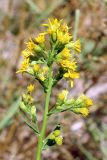 Solidago virgaurea подвид dahurica. Верхушка побега с соцветиями. Узбекистан, Ташкентская обл., зап. отроги Чаткальского хр., гора Бол. Чимган, ущ. Аксая. 25.07.2015.