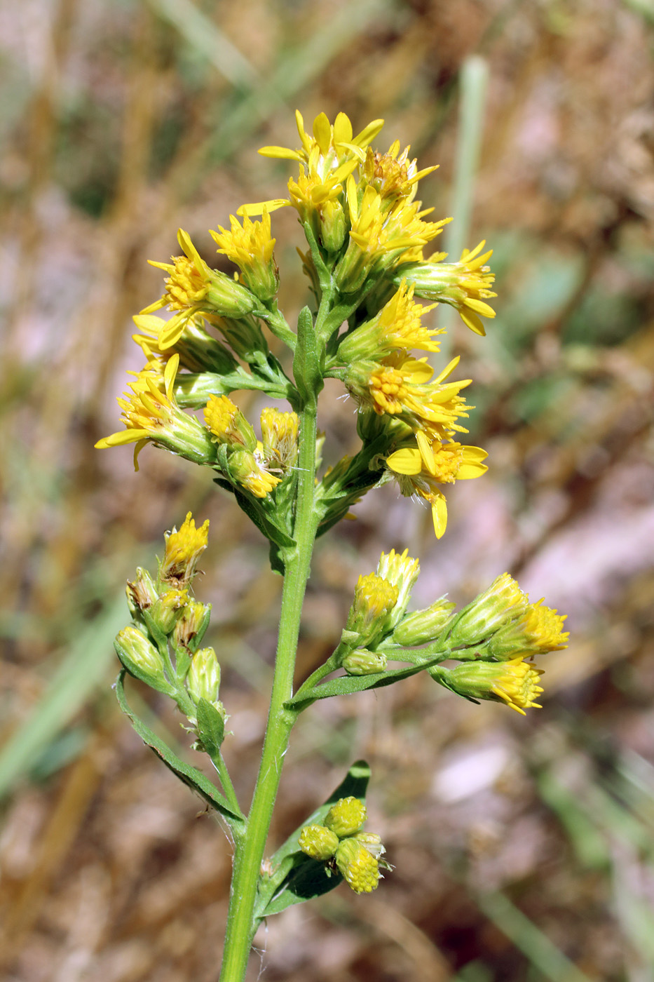 Изображение особи Solidago virgaurea ssp. dahurica.