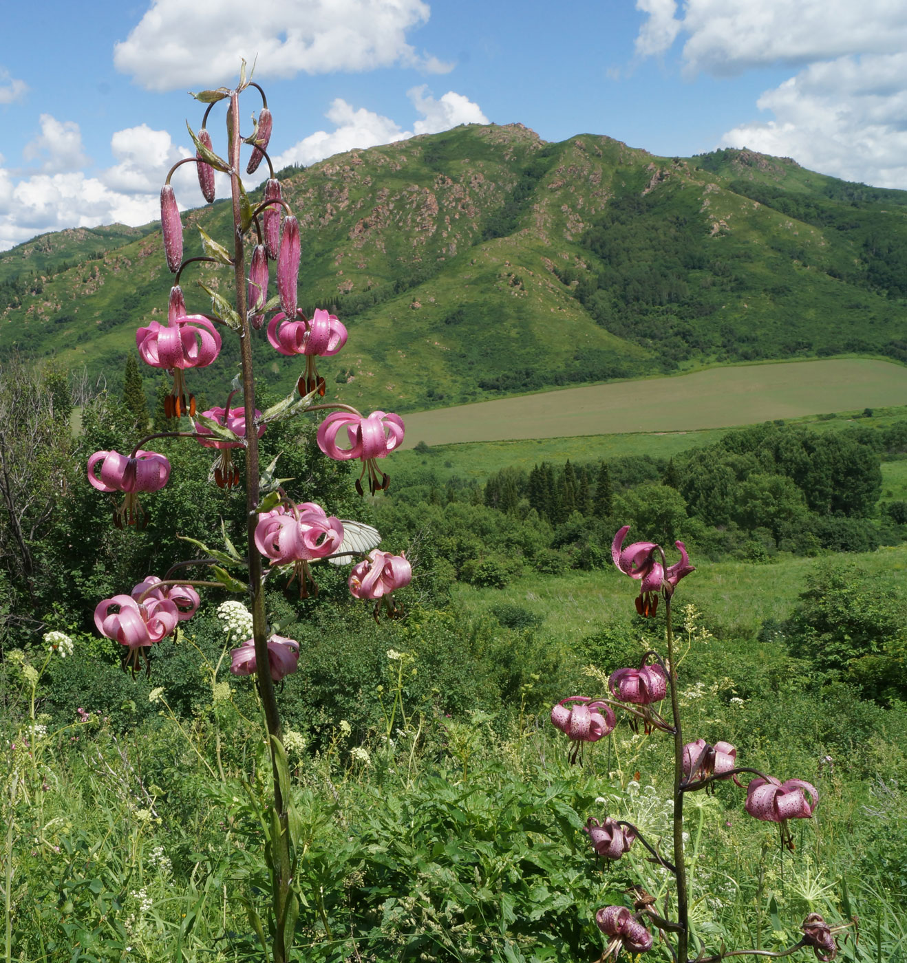 Image of Lilium pilosiusculum specimen.