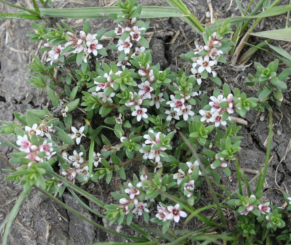 Изображение особи Glaux maritima.