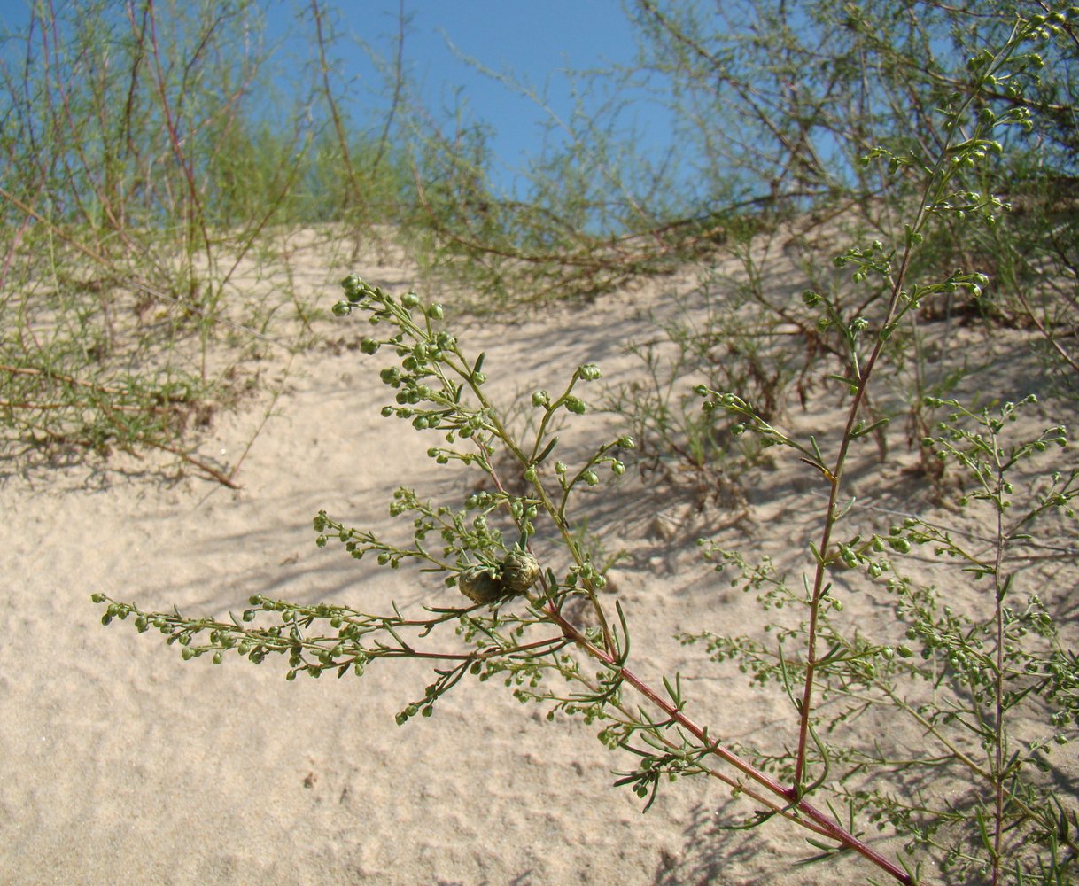 Изображение особи Artemisia arenaria.