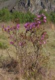 Rhododendron ledebourii