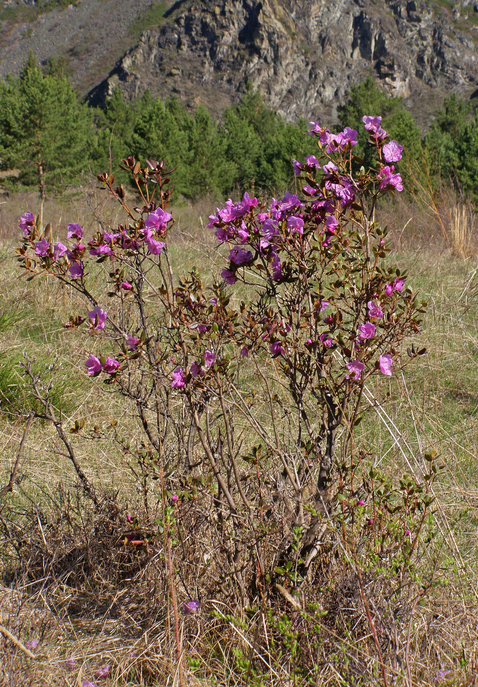 Image of Rhododendron ledebourii specimen.