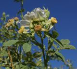 Rosa laxa