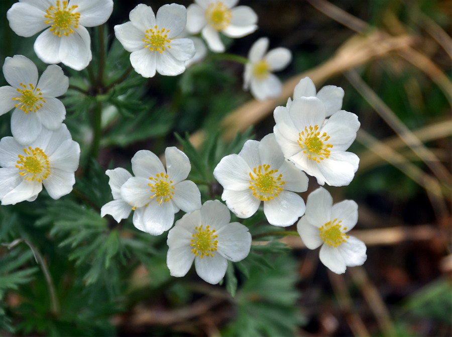 Image of Anemonastrum sibiricum specimen.