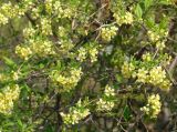 Prinsepia sinensis. Ветви с соцветиями. Иркутская обл., г. Иркутск, Ботанический сад ИГУ. 19.05.2015.