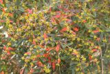 Berberis julianae