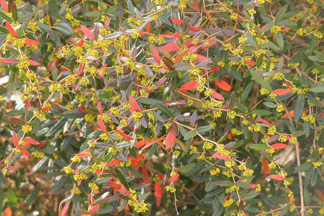 Изображение особи Berberis julianae.